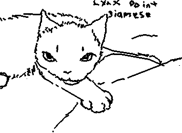 cat sketchhh