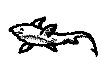 Thrasher Shark 🦈 requested by Sillygaly