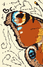 Peacock Butterfly, one of the butterflies known for its eyespots | Hi again! Trying something new by drawing one of my fav bugss :33