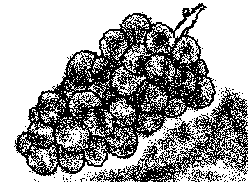 🍇　初めて描いたから模写です