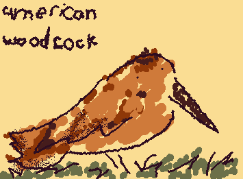 this is my favorite bird
its an american woodcock
meep