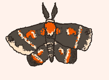 My favorite moth a Cecropia moth! moths are probably my biggest hyper fixation right now