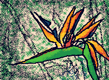 Bird of Paradise Flower