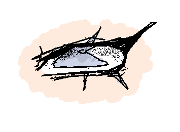 私はまだ初心者です…