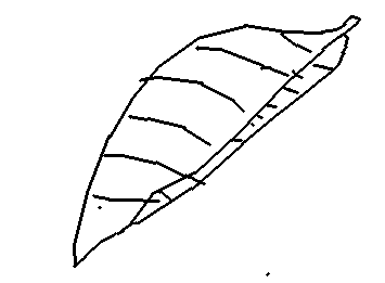 大きな葉っぱ