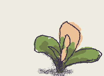 skunk cabbage