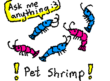 hai guys:3 I got pet dwarf shrimp AMA heh