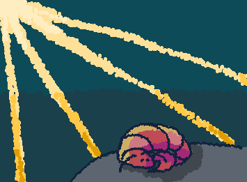Sleeping shrimp