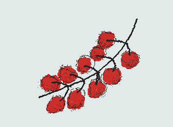 French Fruit called <groseilles>