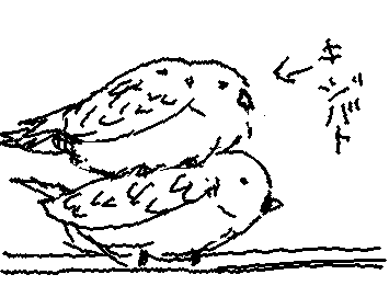 ついさっき発見したキジバトのつがいの謎行動(交尾する時の行動らしいよ)メスかわいそう…((
近くに巣作ってくれたらいいな
