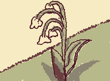 Lily of the valley my favorite flower