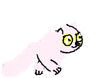 皆はティックトックとかでこうゆう猫見たことある?