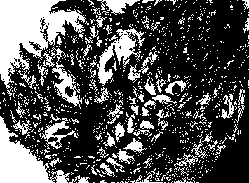 Kashimo Mythical Beast Amber