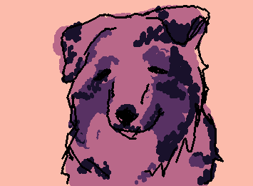 Australian Sheppard