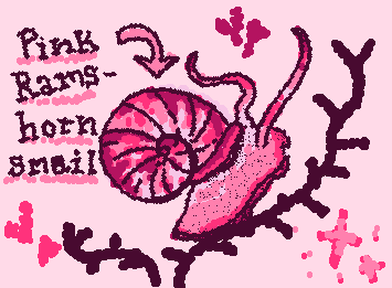 Planorbis rubrum for the awesom @Anna !! Sorry this one was kind of simple, I hope you like it