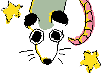 Possum!! (second fav animal)