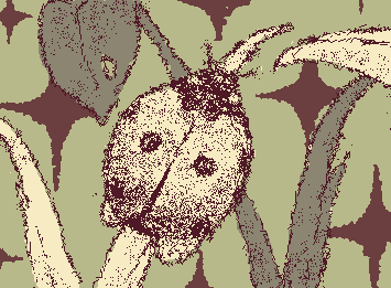 ladybug