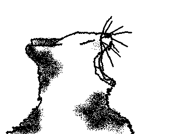 now playing cool cat by queen