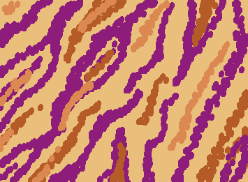 Zebra Stripes