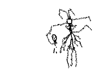 parasite