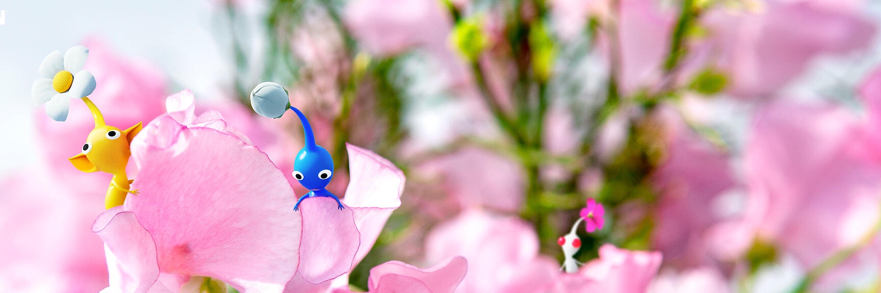 Profile banner