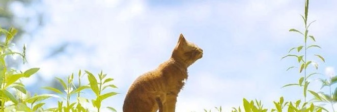 Profile banner