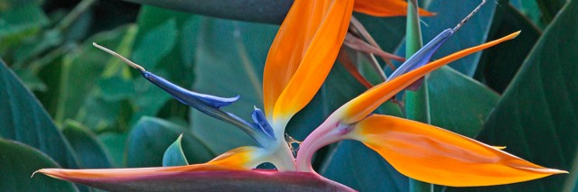 Profile banner