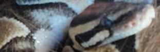 Profile banner