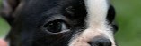 Profile banner